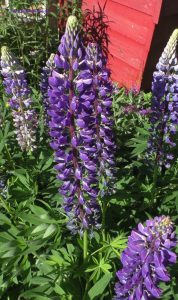 Luptinenblüte Schweden