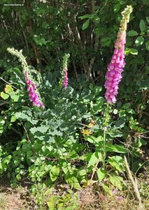 Rosa blühende Lupinen am Waldesrand, Schweden