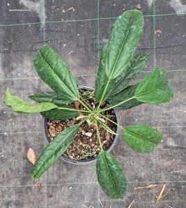 Pavonia multiflora von oben