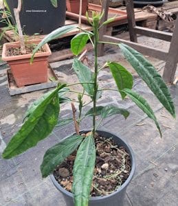 Pavonia multiflora seitlich