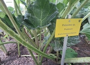 Pestwurzen von unten betrachtet