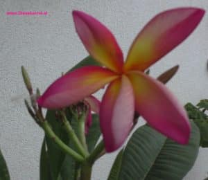 Plumeria aus Steckling mit Blüte rosa-gelb, 2026