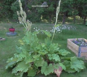 Rhabarber in Schweden mit Blüte