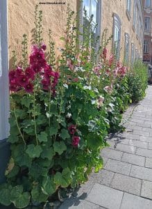 Stockrosen in Malmö an der Hausmauer