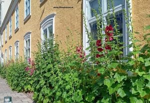 Stockrosen in Schweden