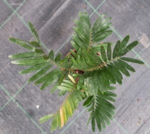 Junge Zamia floridana von oben