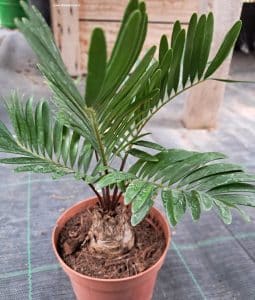 Junge Zamia floridana seitlich