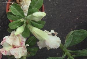 Adenium hybrid