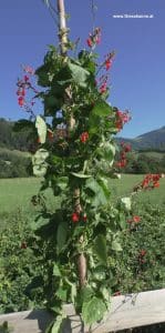 Käferbohnen mit Blüte in der Steiermark, Ende Juli