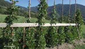 Käferbohnen Steiermark Ende Juli