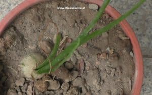 Bowiea volubilis - Sommer 2026