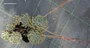 Echeveria pinwheel