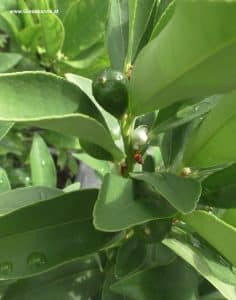 Kumquat - grüne Frucht im August