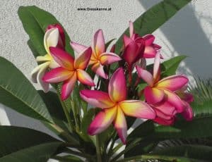 Plumeria Blütenstand Ende Juli
