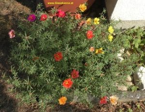 Portulakröschen im Topf - Anfang August