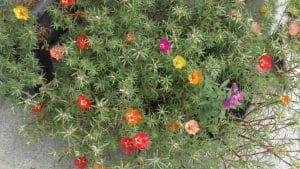 Portulakröschen im August