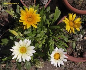 Gazanien aus Samen - Blüte im August